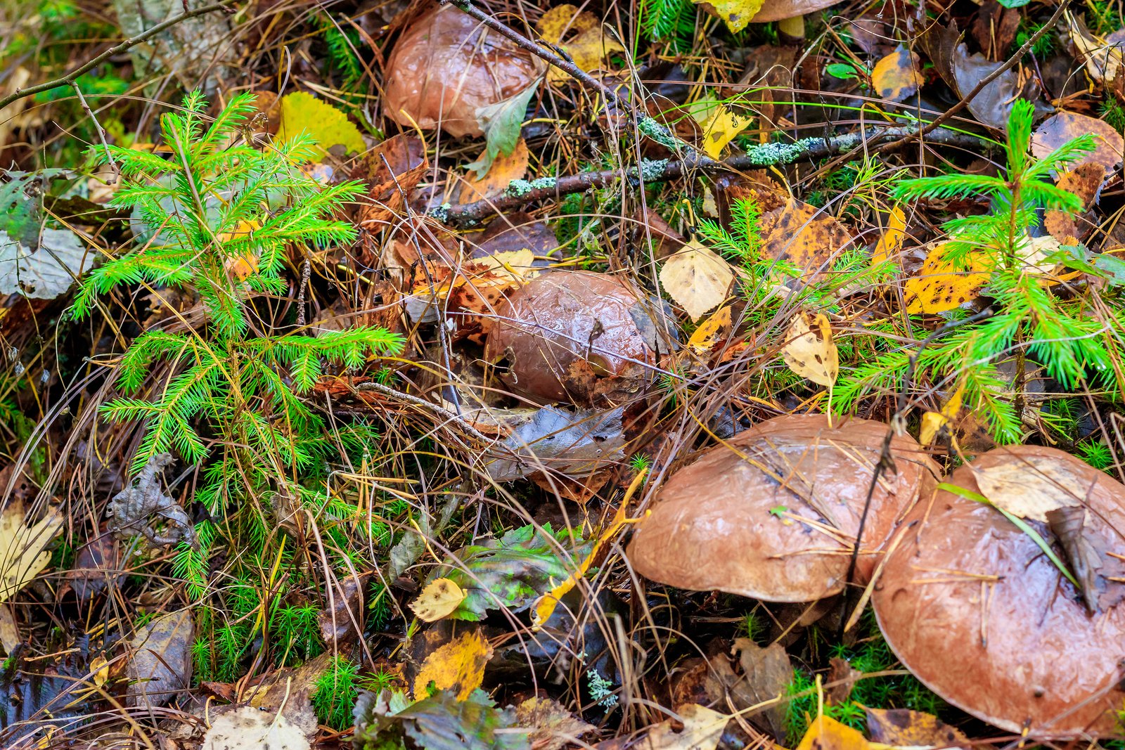 Why Therapeutic, Edible Mushrooms Are Having Their Moment