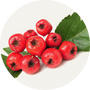 Vegan Organic Boku Superfood Ingredient Hawthorne Berries