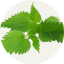 Nettle Leaf