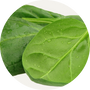 Vegan Organic Boku Superfood Ingredient Spinach