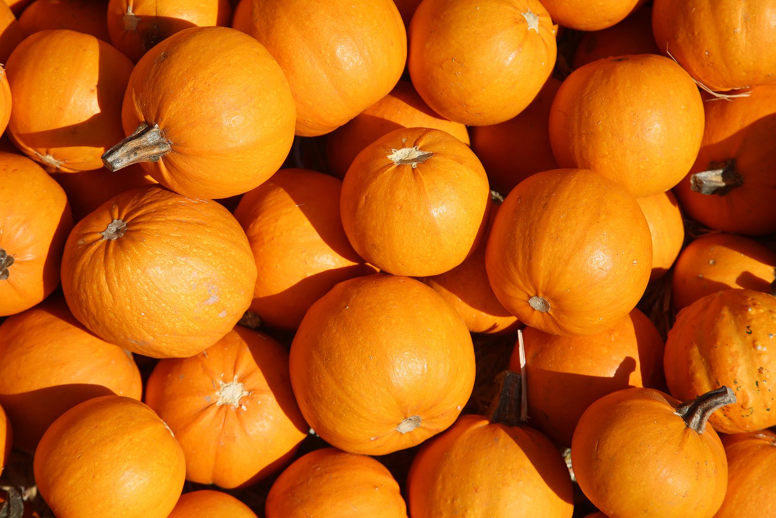 Why You Should Be Eating Pumpkins And Not Just In October