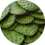 Vegan Organic Boku Superfood Ingredient Nopal Cactus