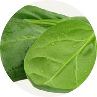 Vegan Organic Boku Superfood Ingredient Spinach