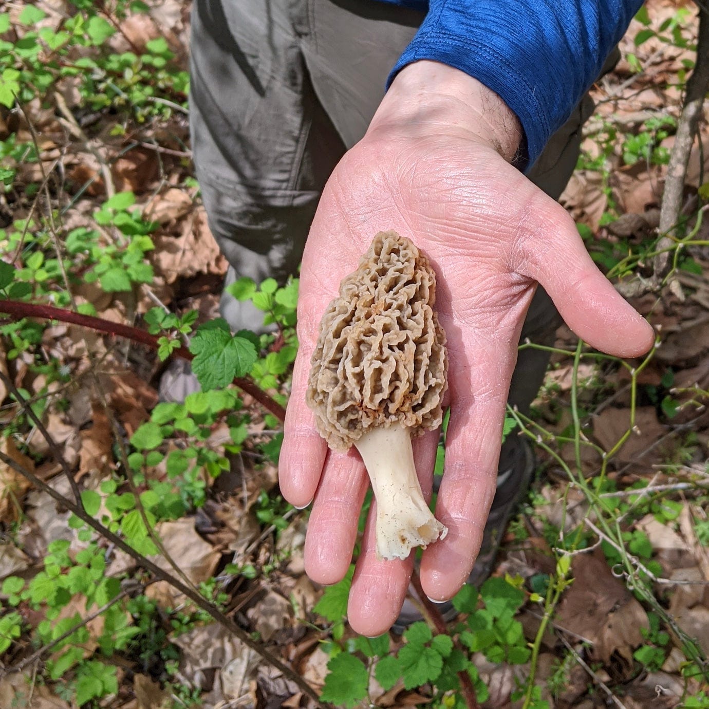 Dried Wild Morel Mushrooms Dried Mushrooms North Spore 