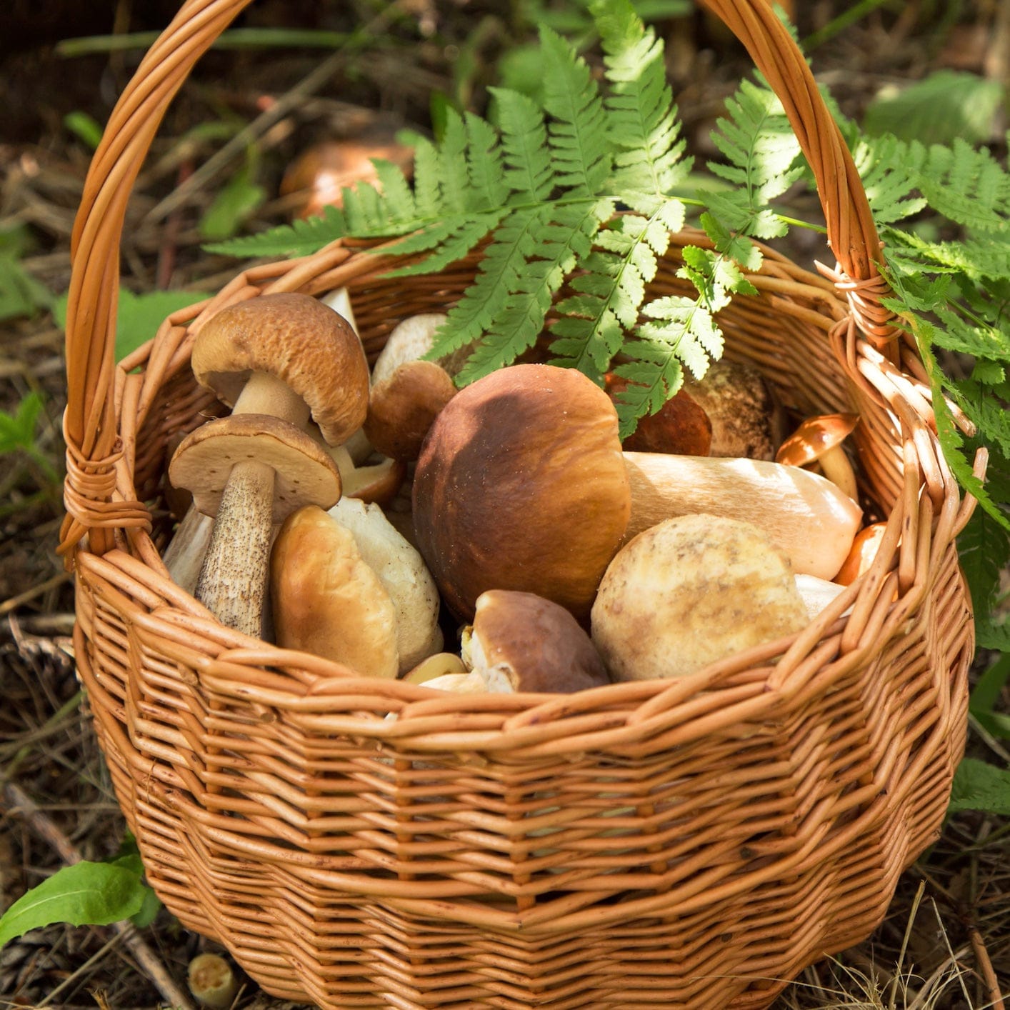 Dried Wild Porcini Mushrooms Dried Mushrooms North Spore 